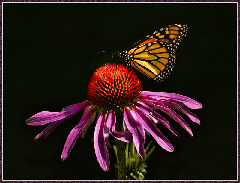 Monarch by Pat Stone